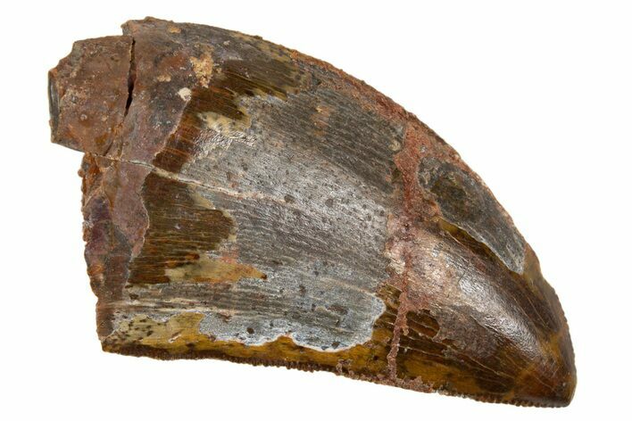 Serrated, Carcharodontosaurus Tooth - Real Dinosaur Tooth #322060